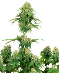 Sensi Seeds Cannabis Seeds Girl skautu cepumi Feminized by White Label, 3-10 gab.