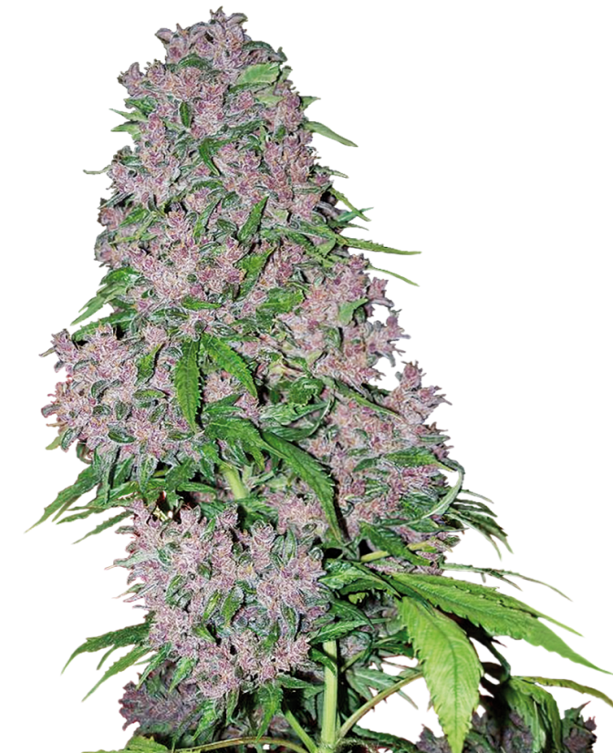 Sensi Seeds Sjemenke konoplje Purple Bud Feminized by White Label, 3-10 kom