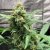 Doctor´s Choice Seeds Chronic Ryder BX Auto Regulier