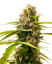 Sensi Seeds კანაფის თესლი მანდარინის პუნში ფემინიზირებული, 3-10 ც.