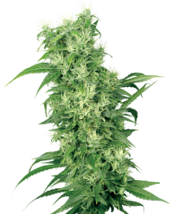 Sensi Seeds Cannabis Seeds Female Mix Feminized by White Label, 5-10 kpl