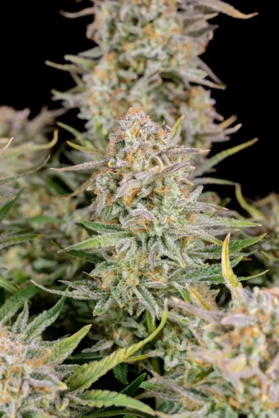 Fast Buds Cannabis Seeds Bruce Banner Auto