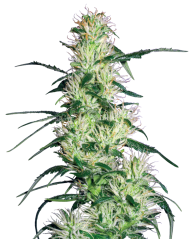 Sensi Seeds Sjemenke konoplje Purple Haze Feminized by White Label, 3-10 kom