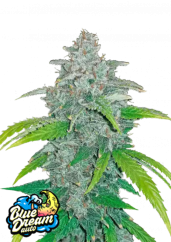 Fast Buds Żrieragħ tal-Kannabis Blue Dream Auto