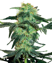 Sensi Seeds Cannabis Seeds White Ice Feminized by White Label, 3-10 kpl