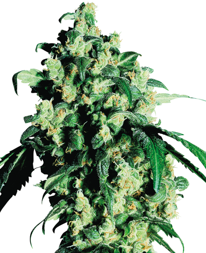 Sensi Seeds Semillas de cannabis Super Skunk® Feminizadas, 3-25 uds.