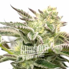 Blimburn Seeds კანაფის თესლი გორილა შერბეტი ფემინიზებული