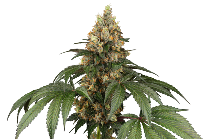 Sensi Seeds Hạt giống cần sa Chocolate Rainbow XXL® Feminized, 3-10 hạt