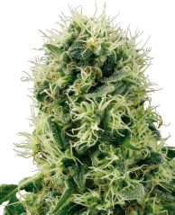 Sensi Seeds Cannabiszaden Pure Power Plant Feminized van White Label, 3-10 stuks