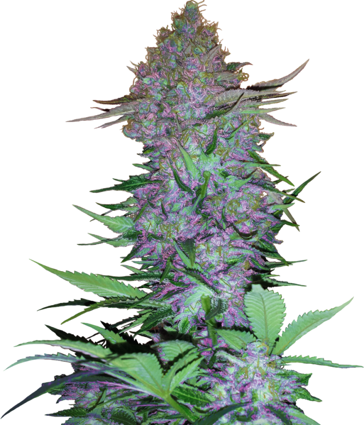 Sensi Seeds Żrieragħ tal-Kannabis Purple Skunk Feminizzati Awtomatiċi, 3-10 pcs