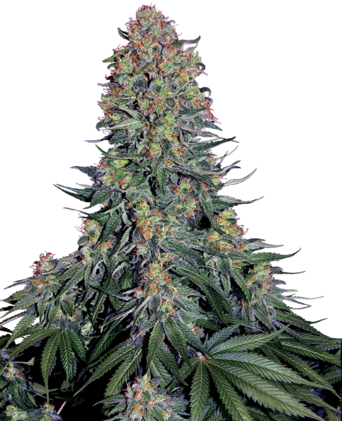 Sensi Seeds Cannabiszaden Blue Skunk® Gefeminiseerd, 3-10 stuks