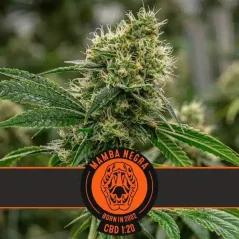 Blimburn Seeds Semi di Cannabis Mamba Negra CBD Femminizzati