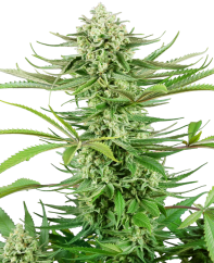 Sensi Seeds Semillas de cannabis Cashew Kush Feminizadas, 3-10 uds.