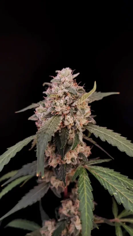Fast Buds Cannabis Seeds AK Auto