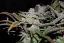 Fast Buds Cannabis Seeds Cream Cookies Auto