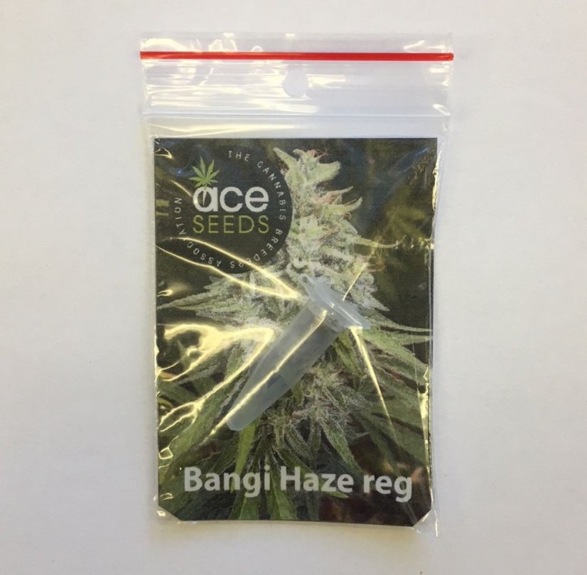 3x Bangi Haze (regulación semanal de Ace Seeds)