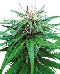 Sensi Seeds Cannabis Ruderalis Indica® Regular, 10 kpl