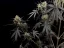 Fast Buds Cannabis Seeds Pound Cake Auto
