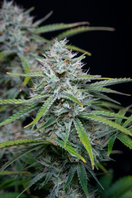 Fast Buds Cannabis Seeds White Widow Auto