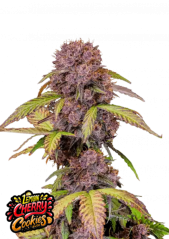 Fast Buds Żerriegħa tal-Kannabis Cookies Ċirasa tal-lumi Auto