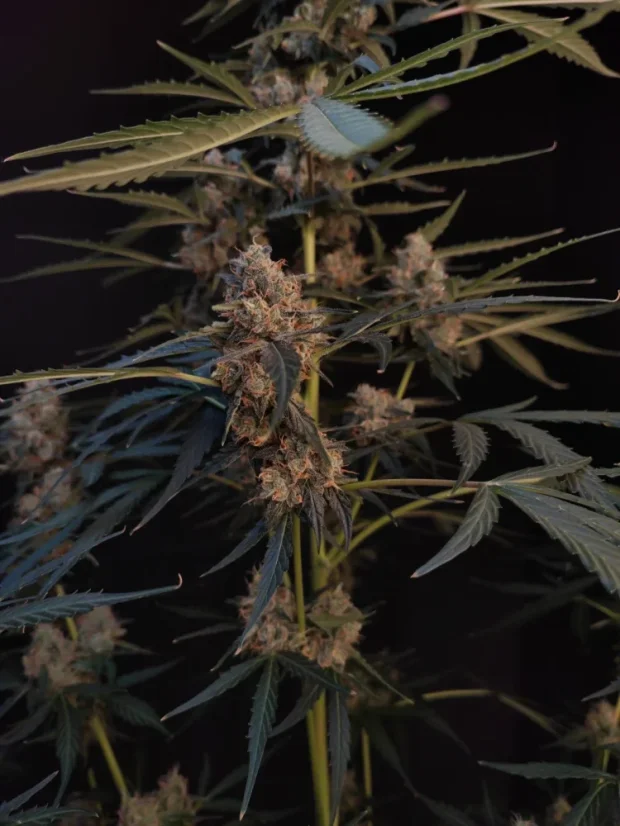 Fast Buds Sementes de Cannabis Northern Lights Auto