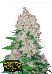 Fast Buds Cannabis Seeds Stardawg Auto