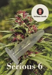 1x Serious 6 (feminized seed by Serious Seeds)