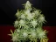 Fast Buds Cannabis Seeds CBD Crack Auto