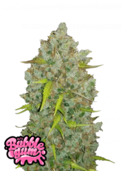 Graines de cannabis Fast Buds BubbleGum Auto