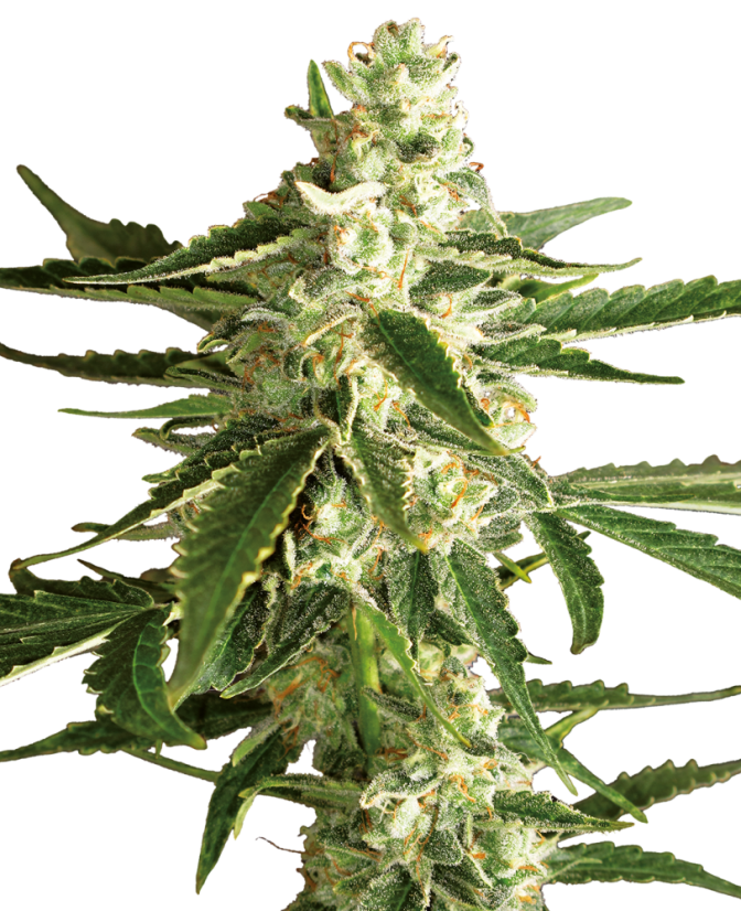 Sensi Seeds კანაფის თესლი White Diesel Haze Automatic Feminized by White Label, 3-10 ც.