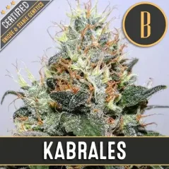 Blimburn Seeds კანაფის თესლი Kabrales Feminized