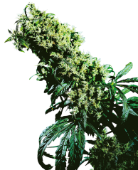 Sensi Seeds Cannabis Seeds Northern Lights #5 X Haze® Feminized, 3-10 τεμ.