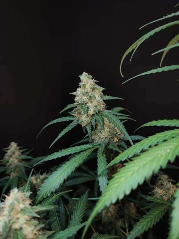 Fast Buds Sementes de Cannabis Queijo Automático