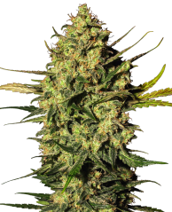 Sensi Seeds Cannabis Seeds Master Kush Automatic Feminized by White Label, 3-10 τμχ