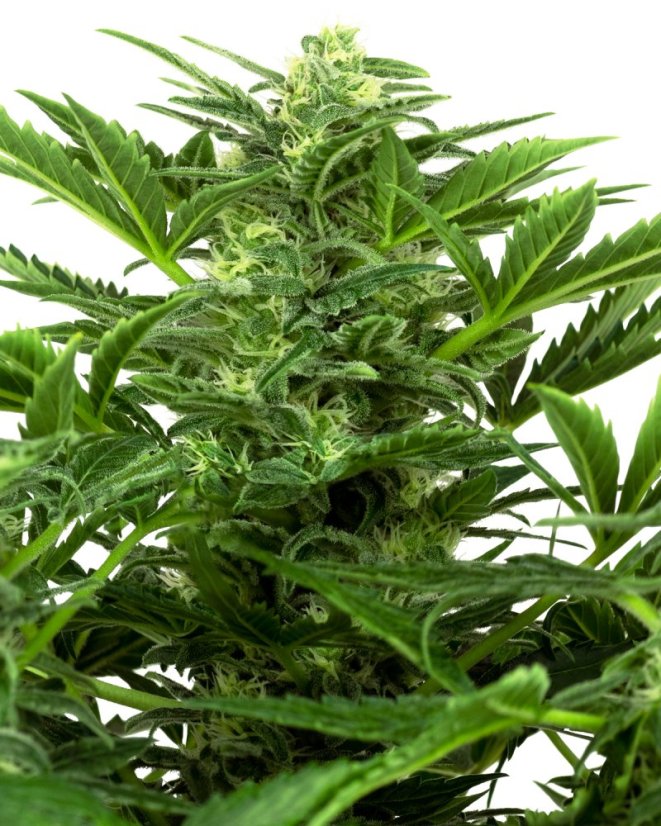 Sensi Seeds კანაფის თესლი Mandarin Punch Automatic Feminized, 3-10 ც.