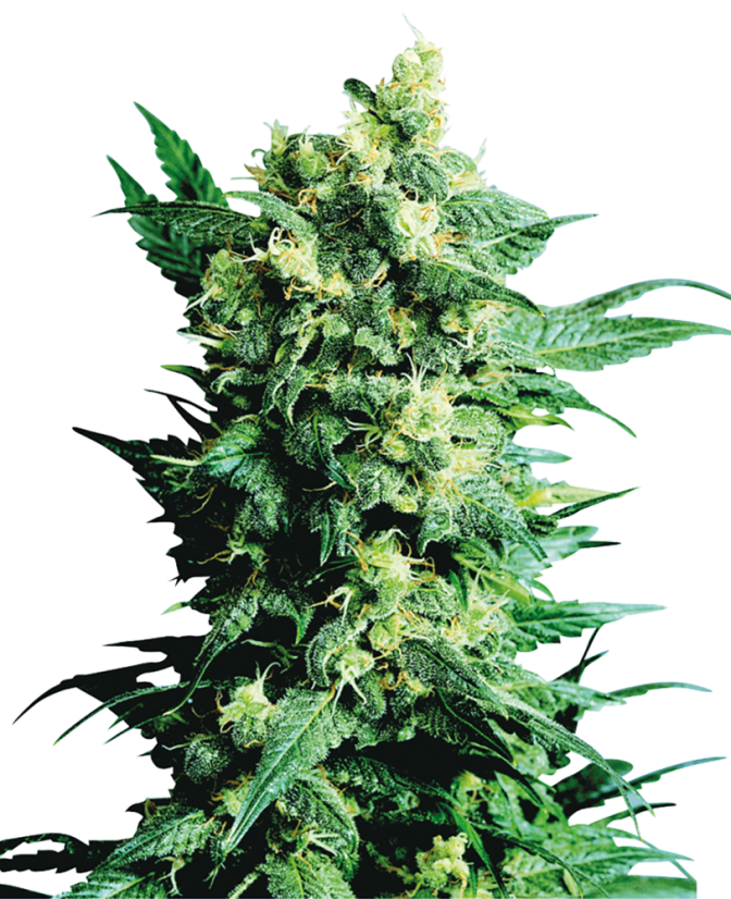 Sensi Seeds Cannabis Shiva Shanti II® Regular, 10 st