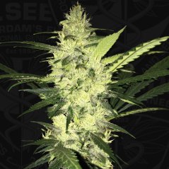 T.H.Seeds™ Cannabis Seeds La SAGE™, διάφορες συσκευασίες, θηλυκοποιημένες