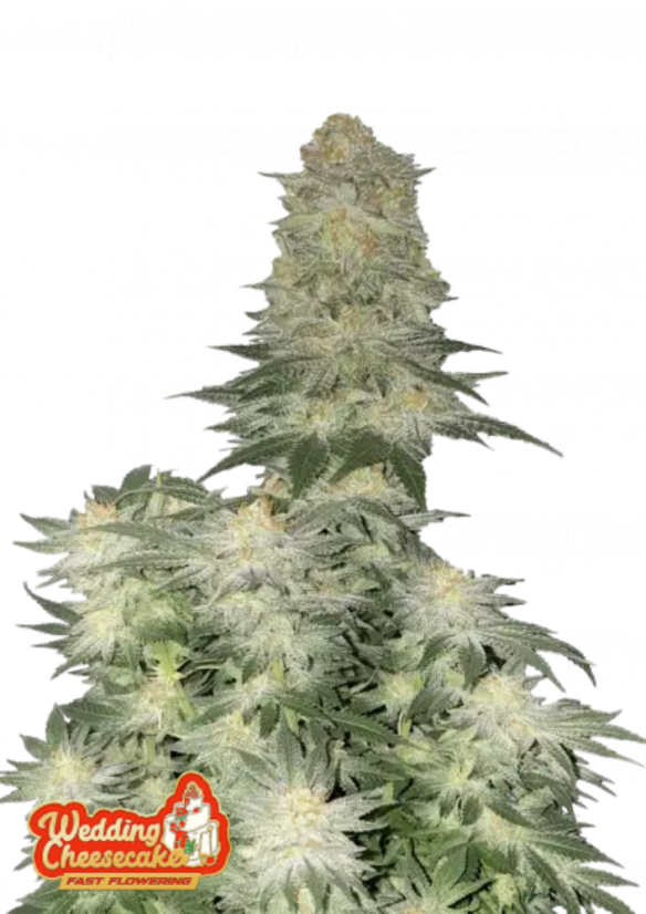 Fast Buds Cannabiszaden Bruiloft Cheesecake FF