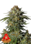Sementes de cannabis Fast Buds GG4 Sherbet FF