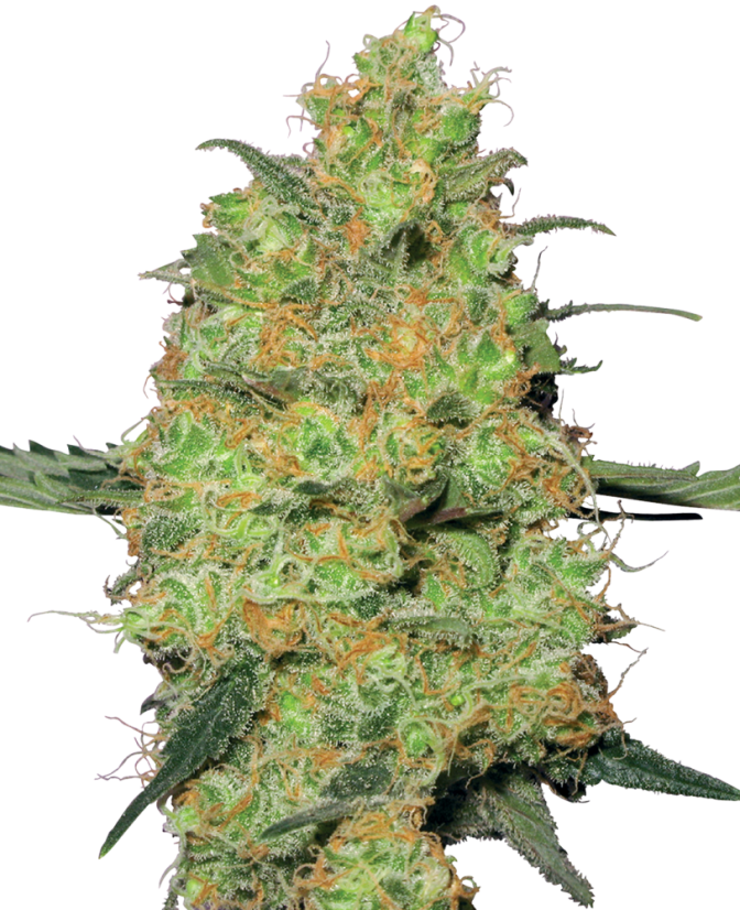 Sensi Seeds კანაფის თესლი Master Kush Feminized by White Label, 3-10 ც.