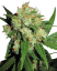 Sensi Seeds Cannabis Sensi Skunk® Regular, 10 шт.