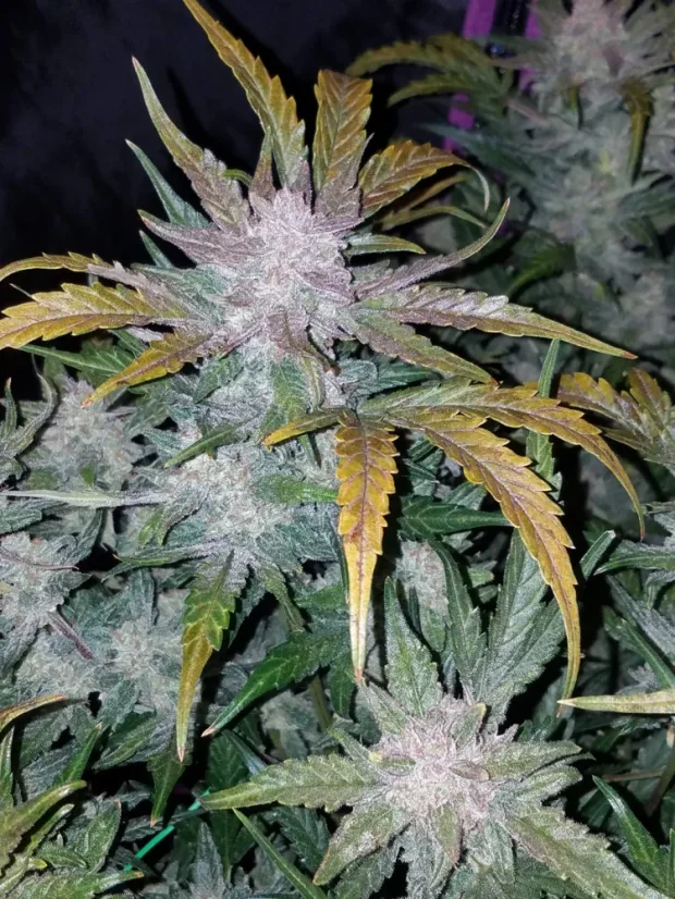 Fast Buds Cannabis Seeds Mexican Airlines Auto