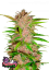 Fast Buds Cannabis Frø Fastberry Auto