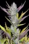 Fast Buds Cannabis Seeds Keo cưới tự động