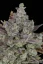 Fast Buds Cannabis Seeds Gorilla Cookies Auto