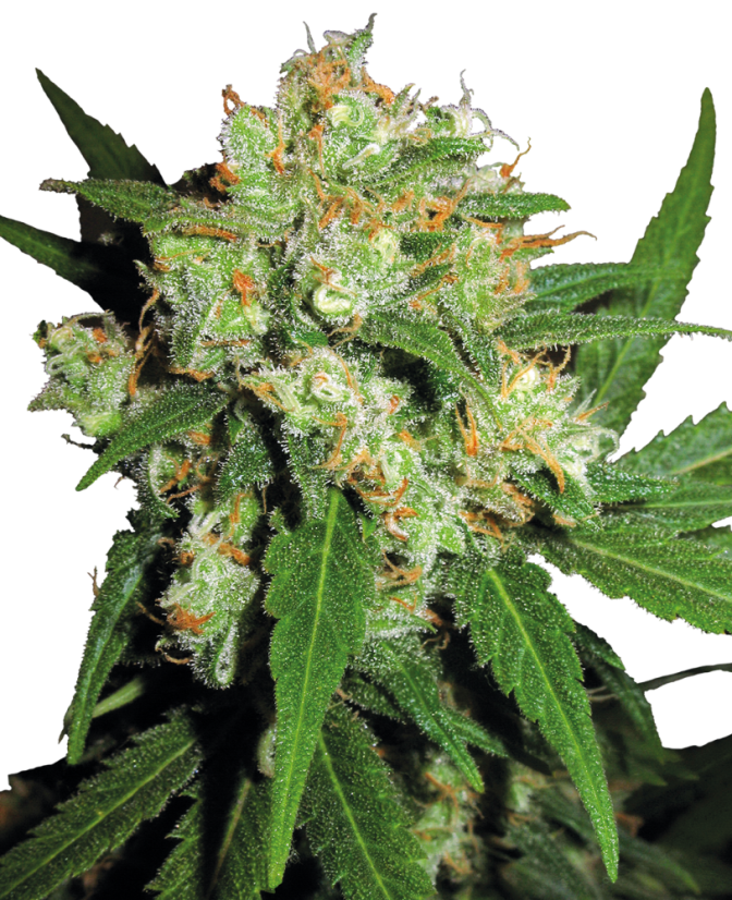 Sensi Seeds Cannabis Sensi Skunk® Regular, 10 kpl