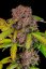 Fast Buds 420 Kannabisfræ Lemon Cherry Cookies Auto