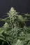 Fast Buds Cannabis Seeds Wedding Cheesecake FF