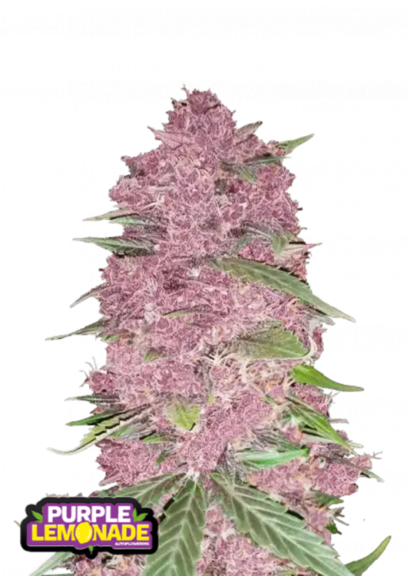 Semillas de Marihuana Fast Buds Purple Lemonade Auto