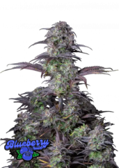 Fast Buds 420 Cannabis Seeds Blueberry Auto